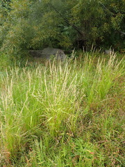 Beckmannia syzigachne