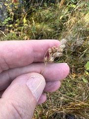 Carex tribuloides