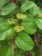 Cissus verticillata