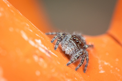 Phidippus borealis