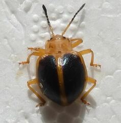 Corynomalus marginatus