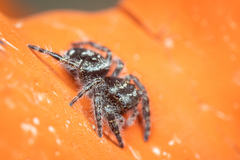 Phidippus borealis