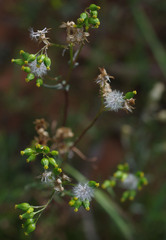 Senecio glossanthus
