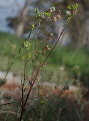 Senecio glossanthus
