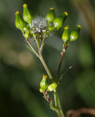 Senecio glossanthus
