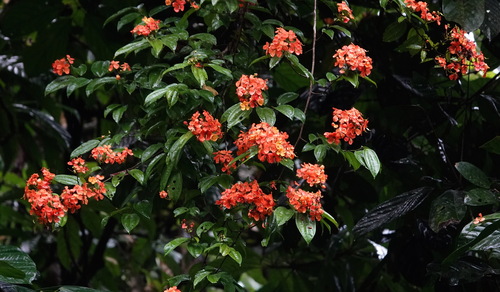 Phanera kockiana