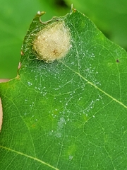 Amphibolips quercusostensackenii