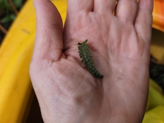 Thelypteris palustris