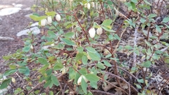 Symphoricarpos rotundifolius
