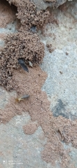 Termitidae