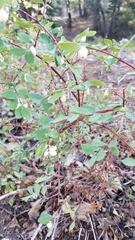 Symphoricarpos rotundifolius