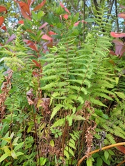 Thelypteris palustris