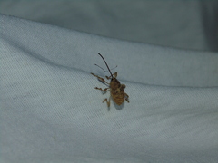 Curculio elephas