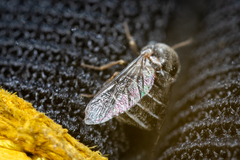 Acroceridae