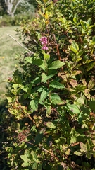 Spiraea japonica