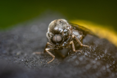 Acroceridae