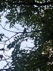 Ficedula hypoleuca