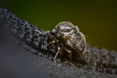 Acroceridae