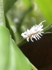 Cryptolaemus
