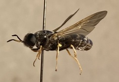 Hermetia nigricornis