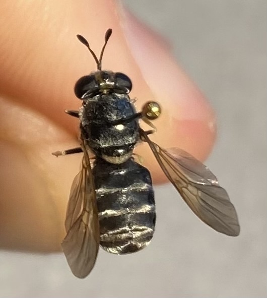 Hermetia nigricornis
