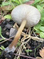 Melanoleuca