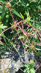 Euphorbia davidii