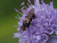 Thecophora