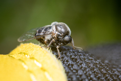 Acroceridae