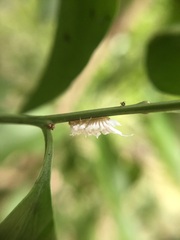 Cryptolaemus