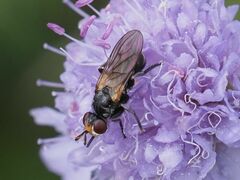 Thecophora