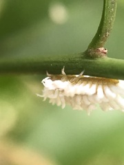 Cryptolaemus