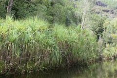 Pandanus aquaticus