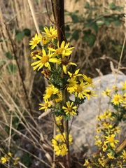 Jacobaea