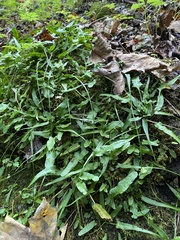 Asplenium rhizophyllum