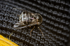 Acroceridae