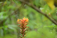 Dichromanthus cinnabarinus