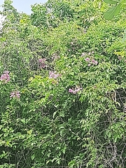 Antigonon leptopus