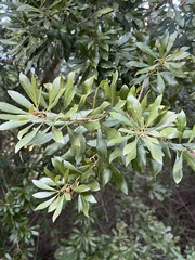 Morella cerifera