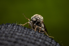 Acroceridae