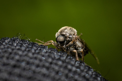 Acroceridae