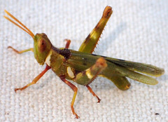 Bootettix argentatus