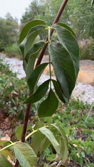 Sambucus cerulea