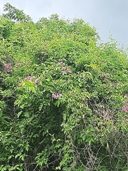 Antigonon leptopus