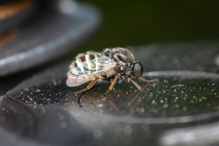 Acroceridae