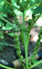 Neolasioptera boehmeriae