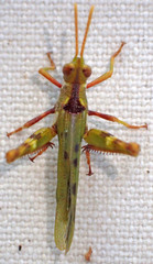 Bootettix argentatus