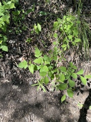 Rubus crataegifolius