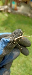 Libethra