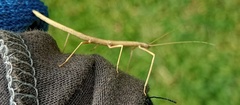 Libethra